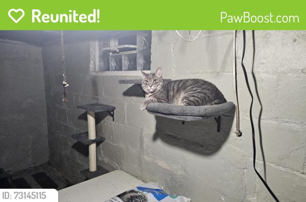 Reunited Male Cat last seen Rockville and Holt, Indianapolis, IN 46222