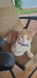 Found/Stray Male Cat last seen SE 59th and Eastern, Oklahoma City, OK 73129