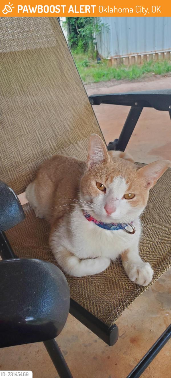 Found/Stray Male Cat last seen SE 59th and Eastern, Oklahoma City, OK 73129