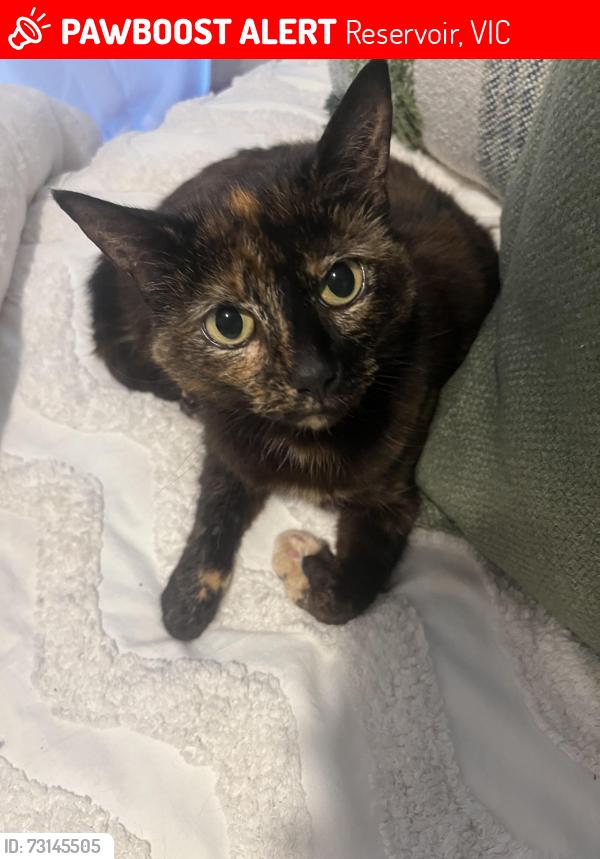 Lost Female Cat last seen Near Wilkinson Street, Reservoir, VIC 3073