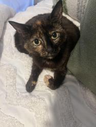 Lost Female Cat last seen Near Wilkinson Street, Reservoir, VIC 3073