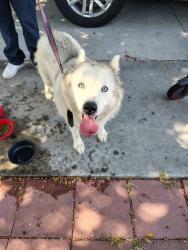 Found/Stray Female Dog last seen Downey, Downey, CA 90242
