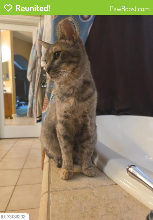 Reunited Female Cat last seen Rose arbor drive and Northborough drive, Sacramento, CA 95835