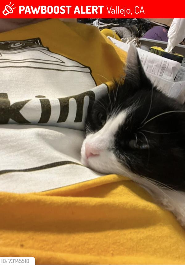 Lost Female Cat last seen Maine and alameda, Vallejo, CA 94590
