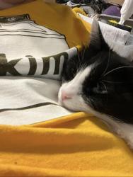 Lost Female Cat last seen Maine and alameda, Vallejo, CA 94590