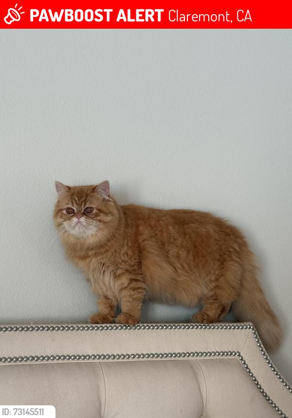 Lost Male Cat last seen Near Lafayette Rd, Claremont, CA 91711