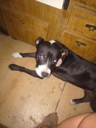 Found/Stray Female Dog last seen Decatur blvd and Washington Ave, Las Vegas, NV 89108
