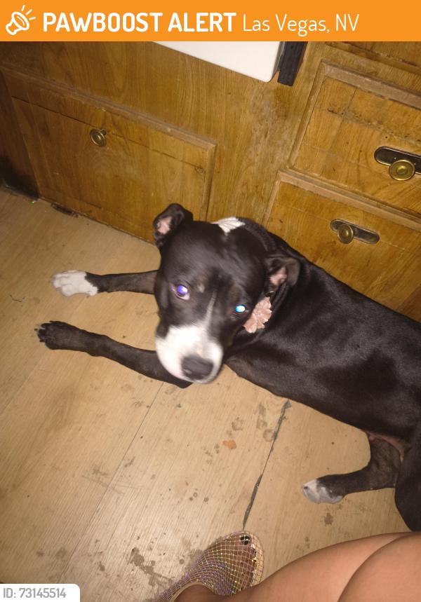 Found/Stray Female Dog last seen Decatur blvd and Washington Ave, Las Vegas, NV 89108