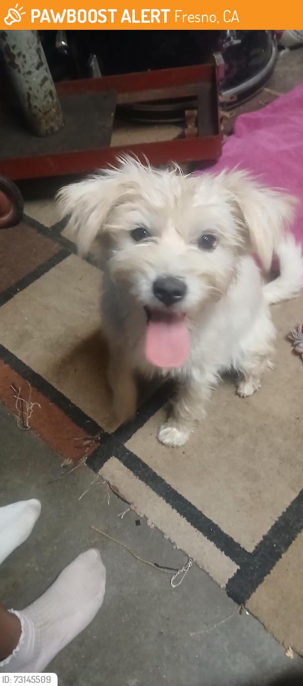 Found/Stray Male Dog last seen Cedar and dakota, Fresno, CA 93726