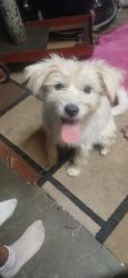 Found/Stray Male Dog last seen Cedar and dakota, Fresno, CA 93726