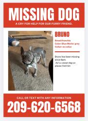 Reunited Male Dog last seen Near ginkgo ave, Ceres, CA 95307
