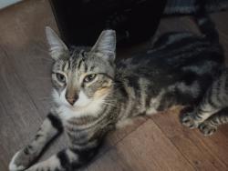 Reunited Male Cat last seen Taft street and Montana way, Hayward, CA 94544