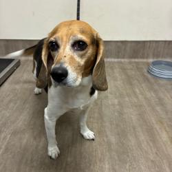Shelter Stray Female Dog last seen , 361 S Raymond Ave, Pasadena, CA 91105, USA