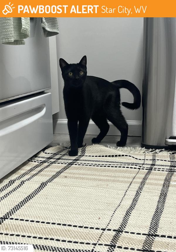 Found/Stray Unknown Cat last seen University Commons Riverside Rail Trail Croasing, Star City, WV 26505