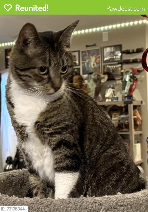 Reunited Female Cat last seen Chenago and Picadilly, Centennial, CO 80015