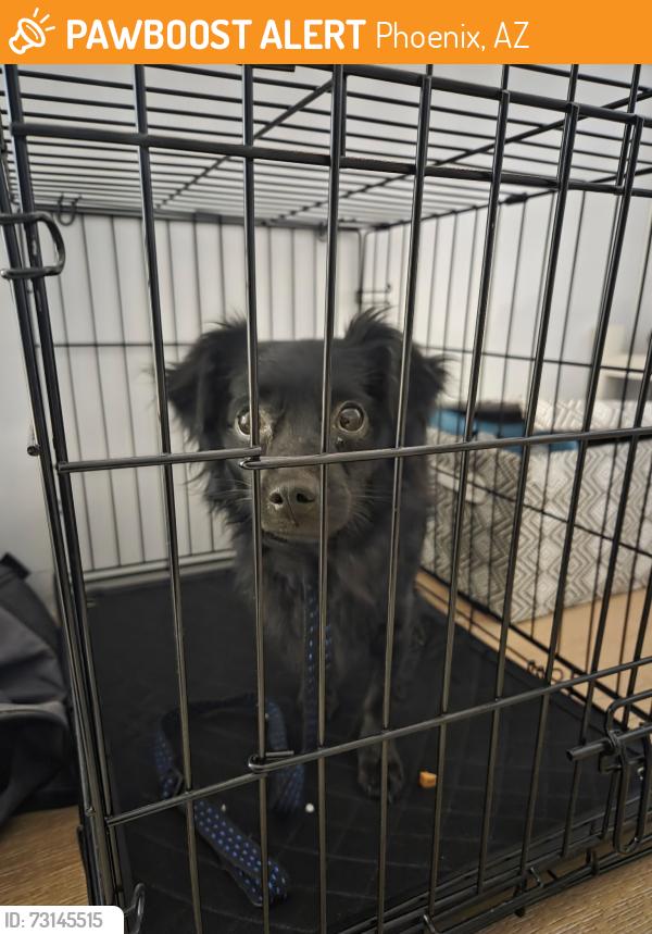 Found/Stray Unknown Dog last seen E. Oak Street, Phoenix, AZ 85008