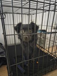 Found/Stray Unknown Dog last seen E. Oak Street, Phoenix, AZ 85008
