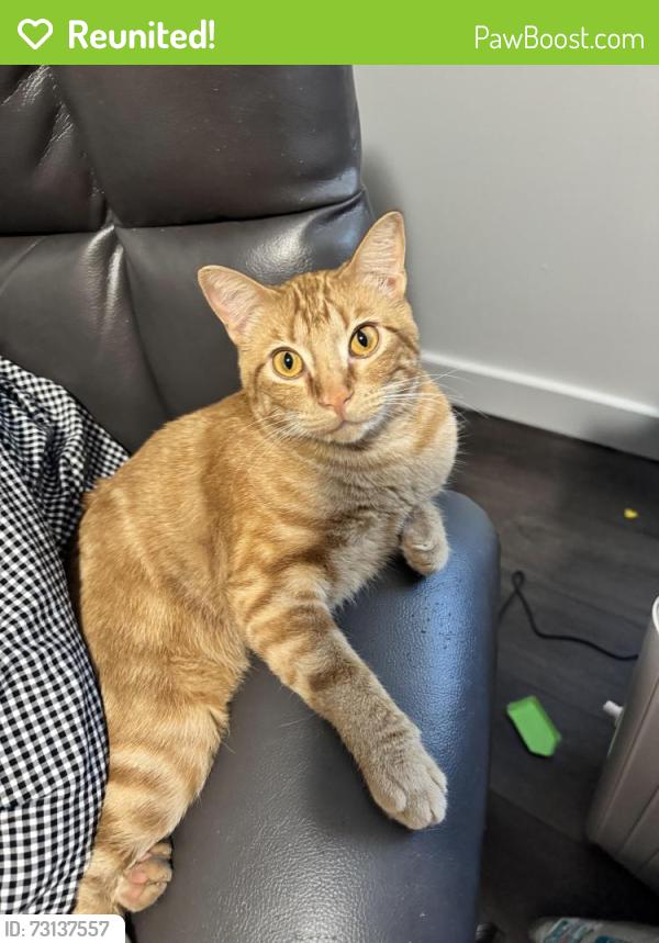Reunited Female Cat last seen On NE 36th st, near corner of 159th st Vancouver, WA, Vancouver, WA 98682