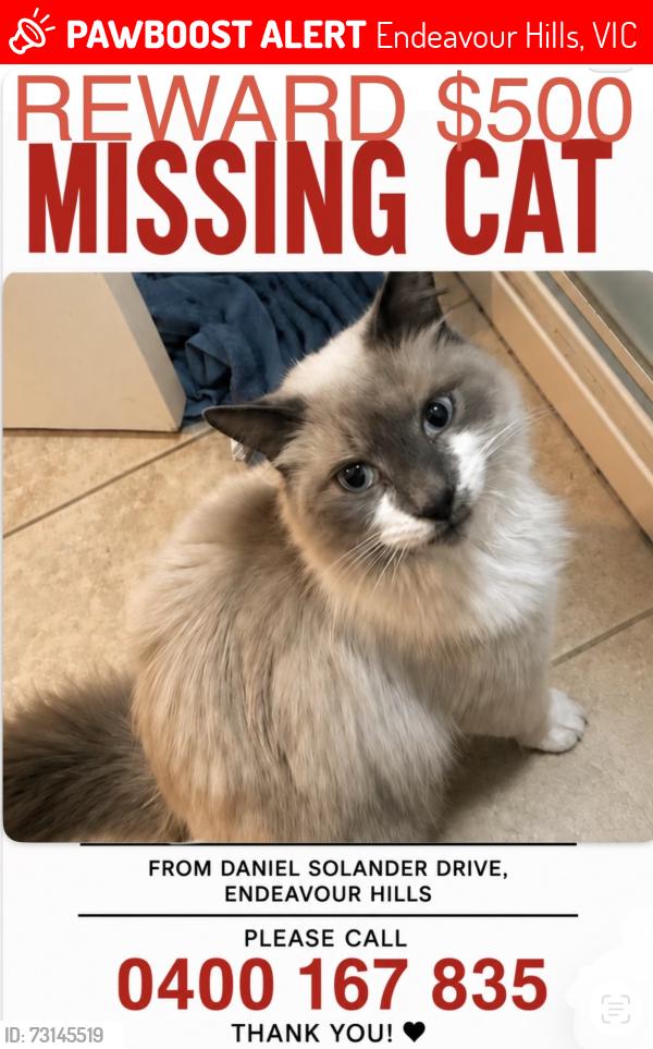 Lost Male Cat last seen Harvey place, Endeavour Hills, VIC 3802