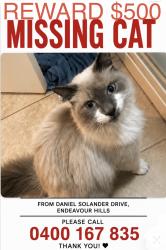 Lost Male Cat last seen Harvey place, Endeavour Hills, VIC 3802