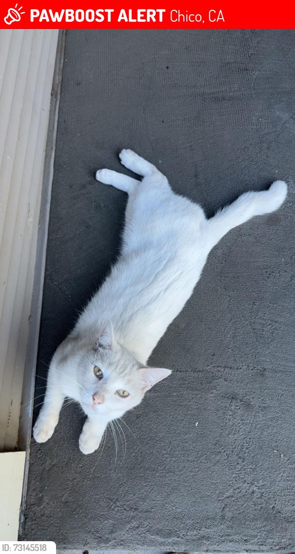 Lost Female Cat last seen 19th and broadway st, Chico, CA 95928