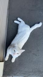 Lost Female Cat last seen 19th and broadway st, Chico, CA 95928