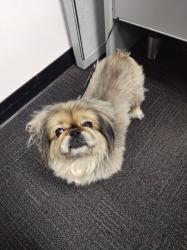 Reunited Female Dog last seen Los Flores St, Pomona, CA 91767, USA, Pomona, CA 91767