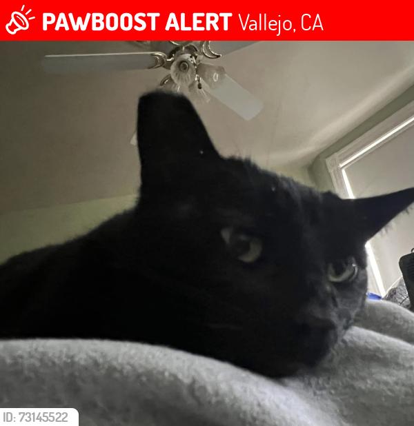 Lost Female Cat last seen Maine and alameda, Vallejo, CA 94590