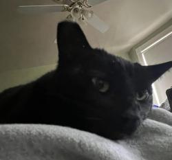 Lost Female Cat last seen Maine and alameda, Vallejo, CA 94590