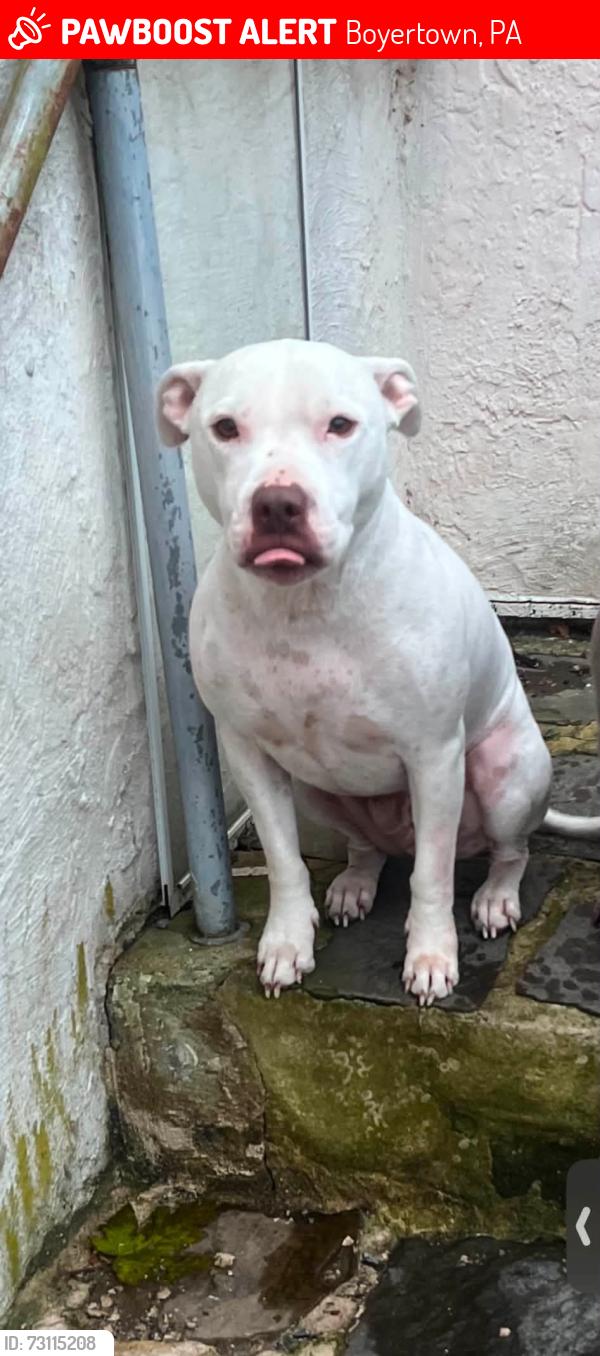 Lost Male Dog last seen Sunset, Boyertown, PA 19512