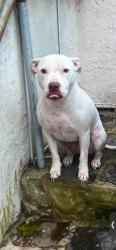 Lost Male Dog last seen Sunset, Boyertown, PA 19512