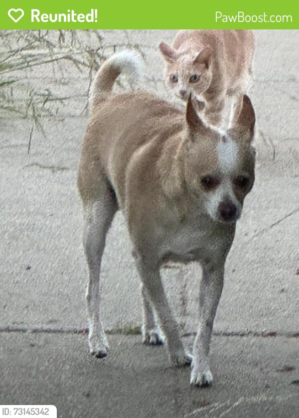 Reunited Male Dog last seen Reiger, Hayward, CA 94544