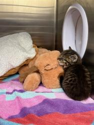 Shelter Stray Male Cat last seen DECOTO RD, 1950 Stevenson Blvd, Fremont, CA 94538, USA
