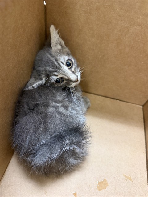 Shelter Stray Male Cat last seen Near BLOCK CALIFORNIA AVE, RIVERSIDE CA 92503, 6851 Van Buren Boulevard, Jurupa Valley, CA 92509, USA