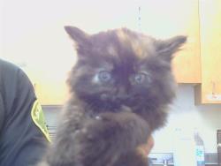 Shelter Stray Female Cat last seen 25TH ST/E ST, 95673, 3839 Bradshaw Rd, Sacramento, CA 95827, USA