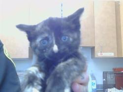 Shelter Stray Female Cat last seen 25TH ST/E ST, 95673, 3839 Bradshaw Rd, Sacramento, CA 95827, USA