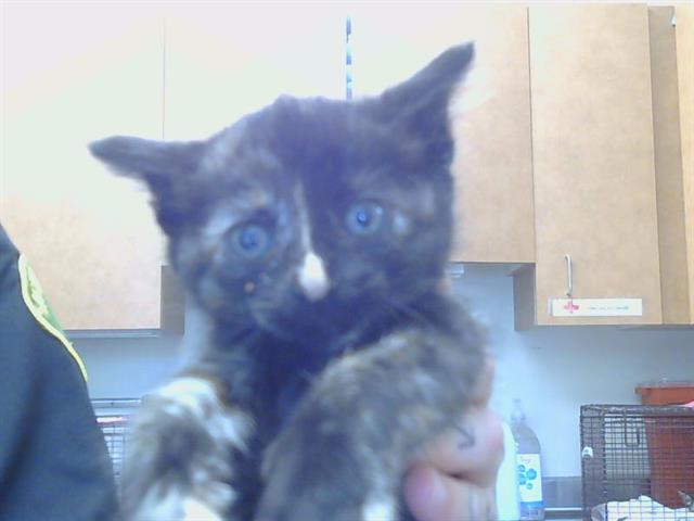 Shelter Stray Female Cat last seen 25TH ST/E ST, 95673, 3839 Bradshaw Rd, Sacramento, CA 95827, USA