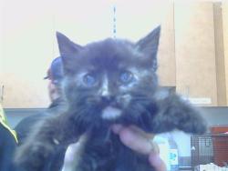 Shelter Stray Female Cat last seen 25TH ST/E ST, 95673, 3839 Bradshaw Rd, Sacramento, CA 95827, USA
