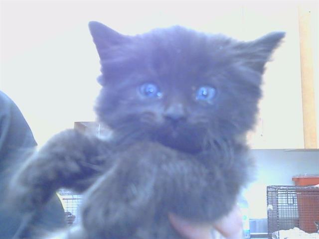 Shelter Stray Male Cat last seen 25TH ST/E ST, 95673, 3839 Bradshaw Rd, Sacramento, CA 95827, USA