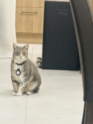 Lost Male Cat last seen Near Tallawong Road, Rouse Hill, NSW 2155
