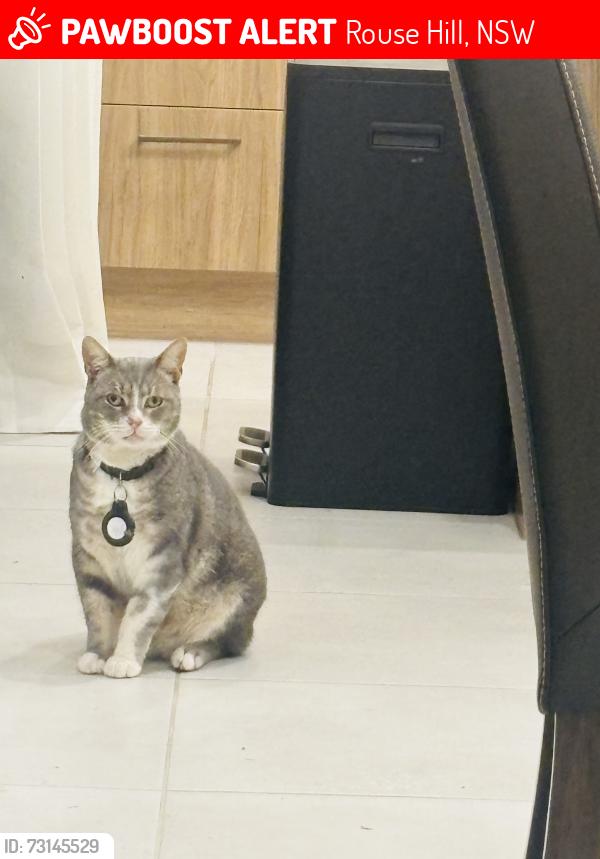 Lost Male Cat last seen Near Tallawong Road, Rouse Hill, NSW 2155