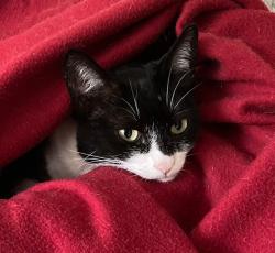Reunited Female Cat last seen Ruskin Park, Greater London, England SE5 8TQ
