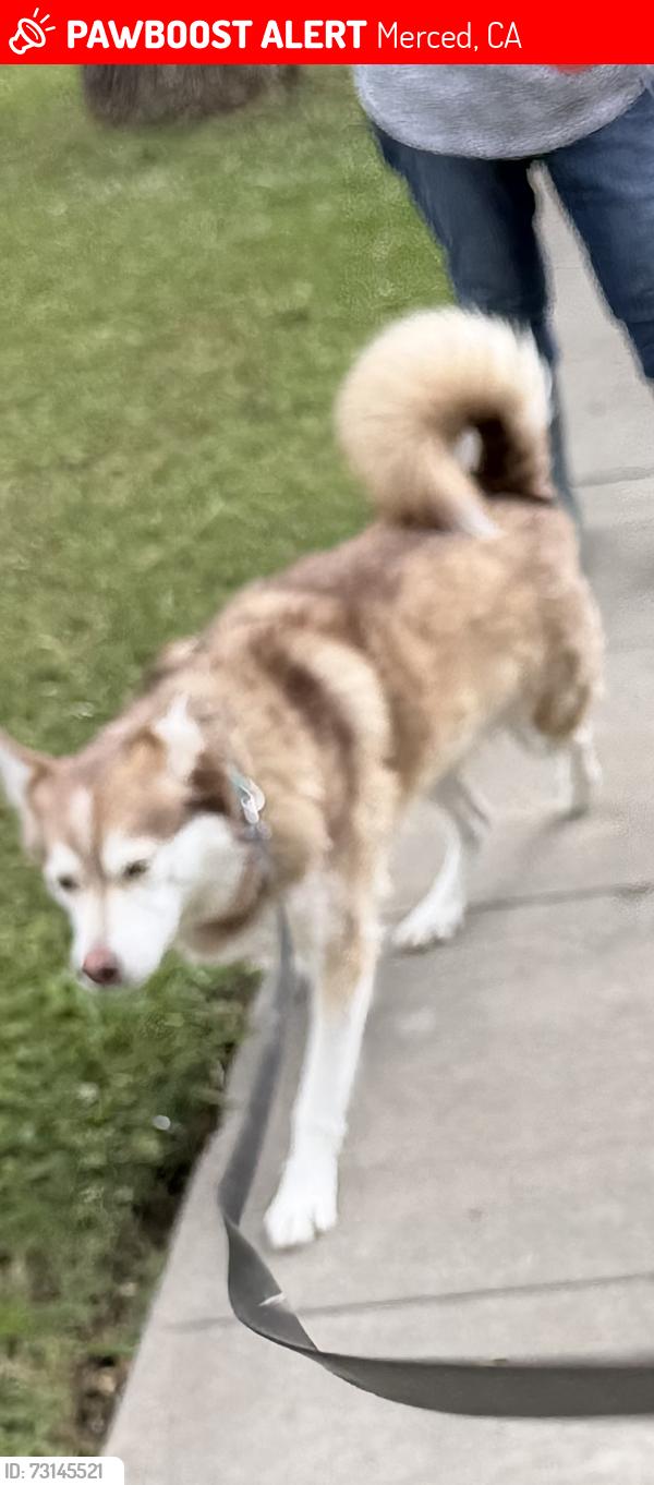 Lost Male Dog last seen 16th and V st, Merced, CA 95340