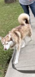 Lost Male Dog last seen 16th and V st, Merced, CA 95340