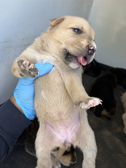 Shelter Stray Female Dog last seen Near BLK POTOMAC AVE, BAKERSFIELD, CA, 201 S Mt Vernon Ave, Bakersfield, CA 93307, USA