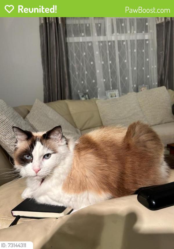 Reunited Female Cat last seen Crawford Road/Birchwood close, Birchwood, England AL10 0PE