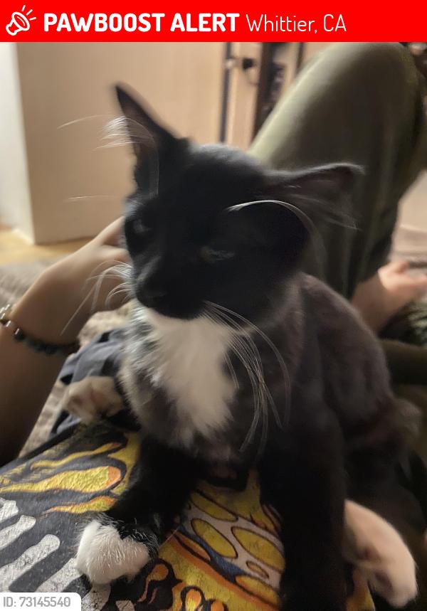 Lost Male Cat last seen Lindhall way & Cole Rd, Whittier, CA 90604