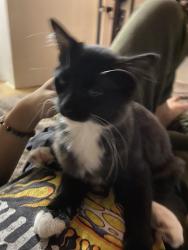 Lost Male Cat last seen Lindhall way & Cole Rd, Whittier, CA 90604