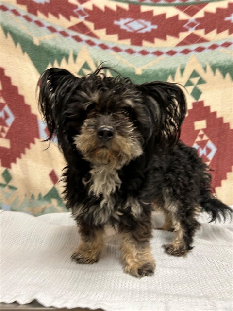 Shelter Stray Male Dog last seen , 38550 Sierra Hwy, Palmdale, CA 93550, USA