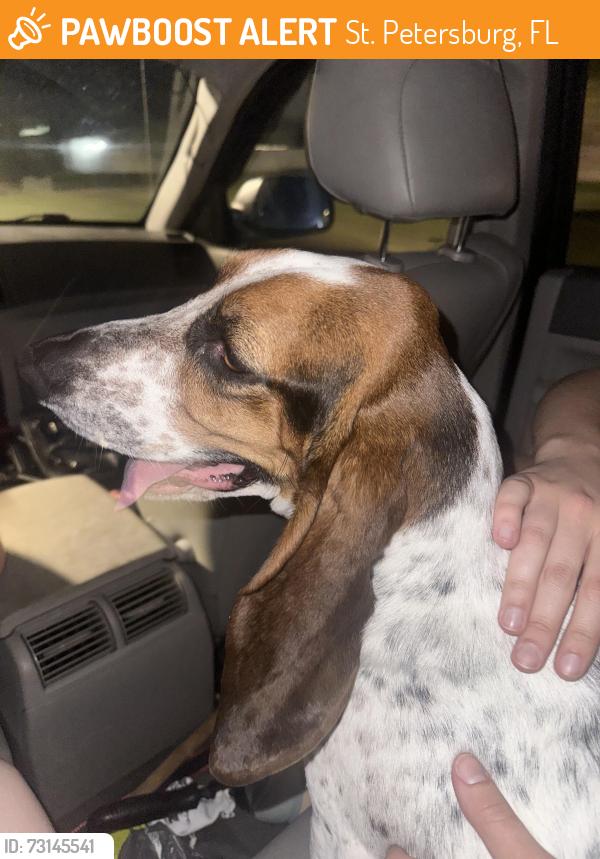 Found/Stray Female Dog last seen Walgreens 49th St and 9th Ave, St. Petersburg, FL 33710